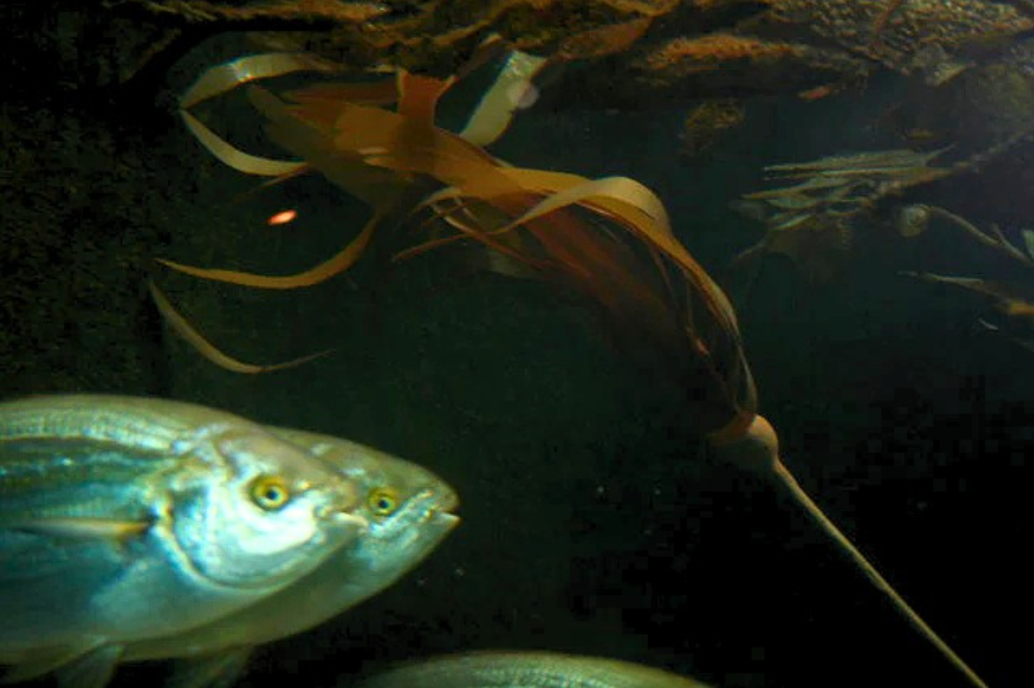 Artificial bull kelp
