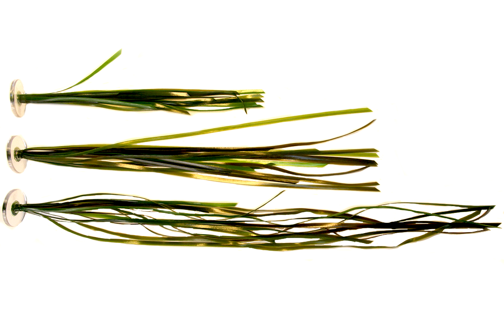 Eelgrass