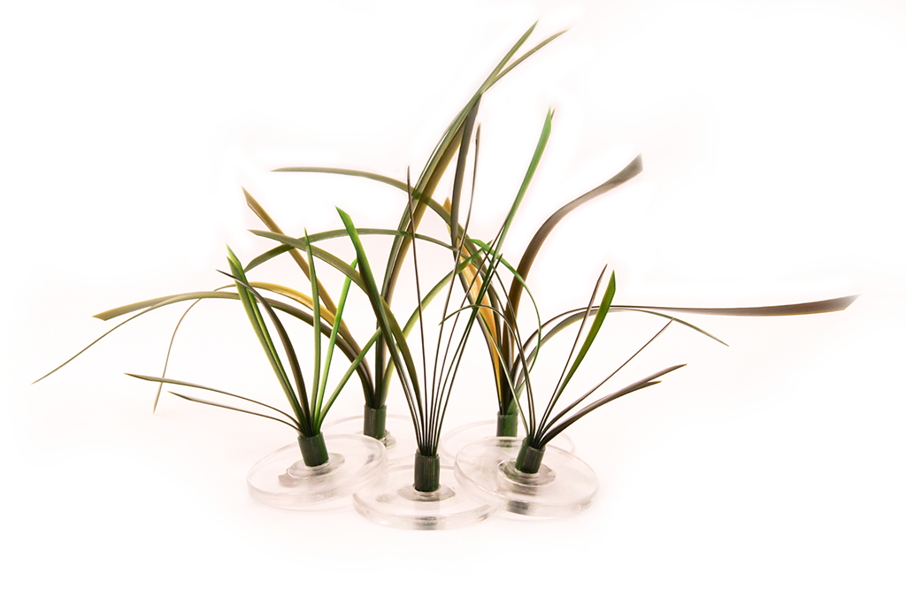 Eelgrass Small Mix