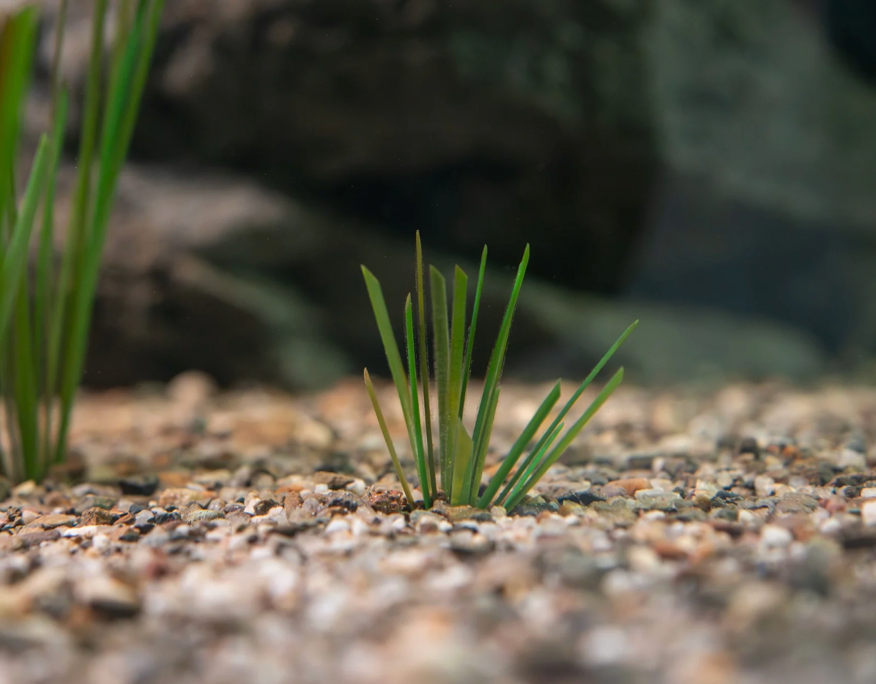 Eelgrass small mix