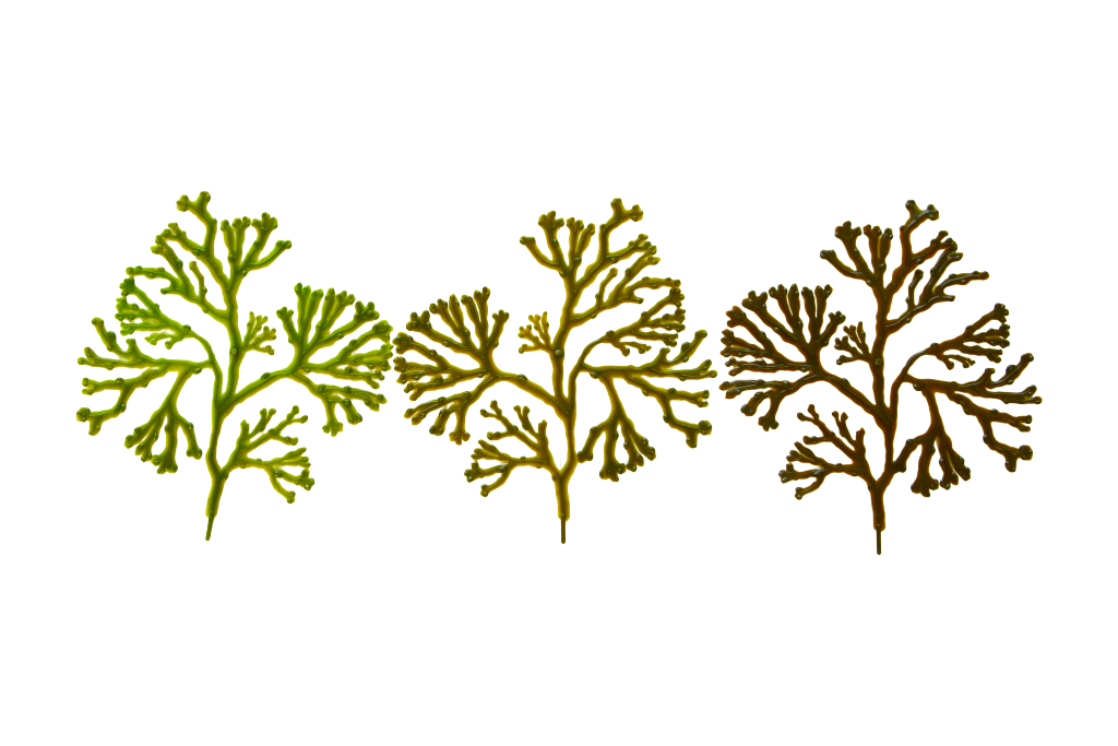 Bladderwrack
