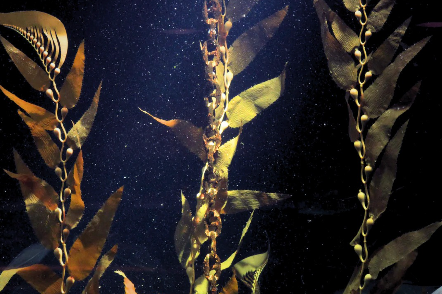 Artificial giant sea kelp