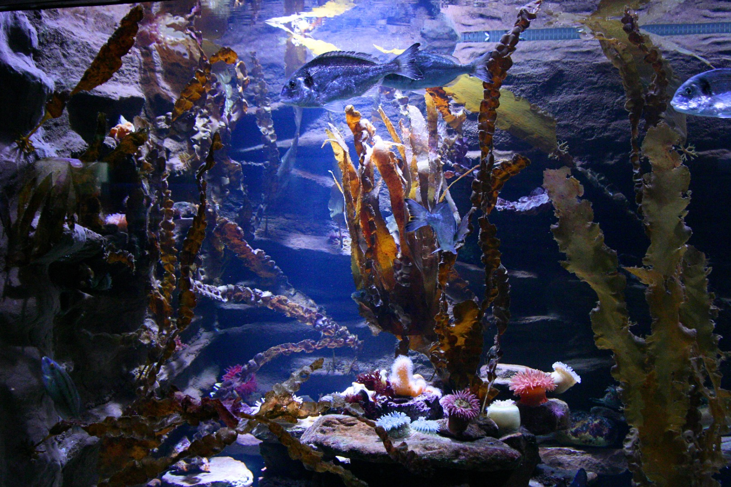 Laminaria digitata
