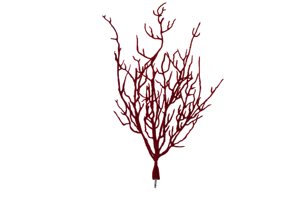 Lophogorgia Ceratophyta