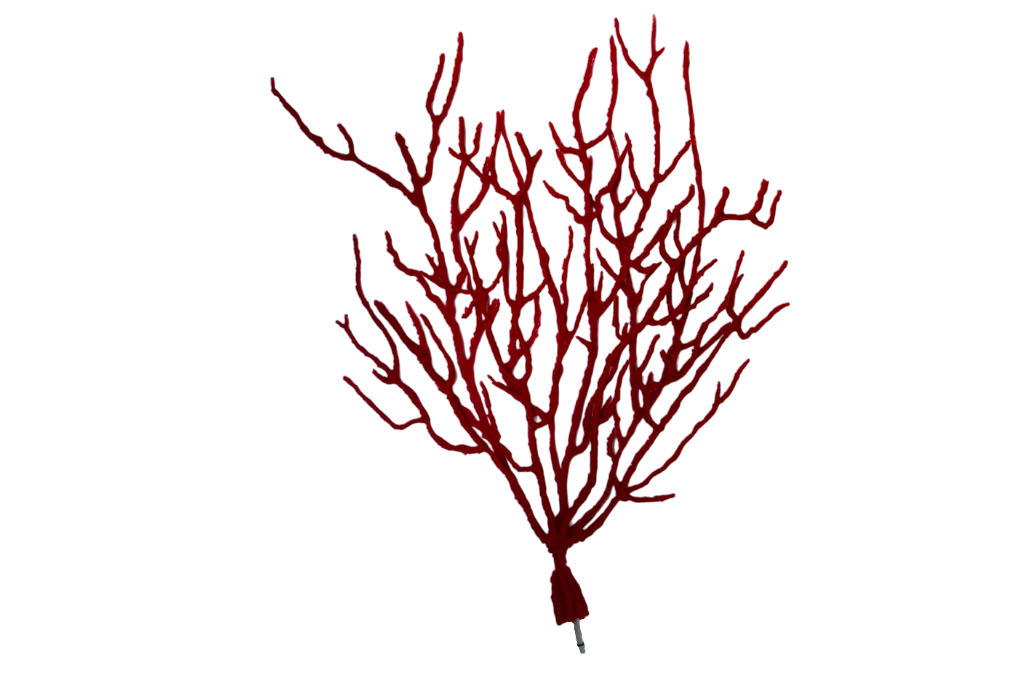Lophogorgia Ceratophyta