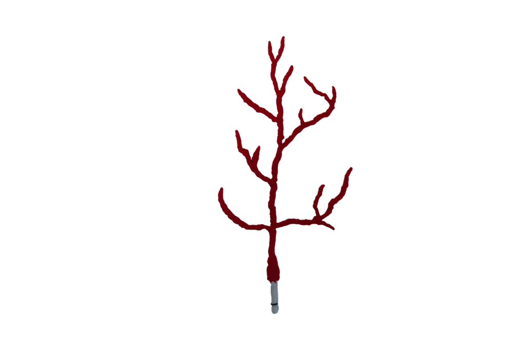 Lophogorgia Ceratophyta