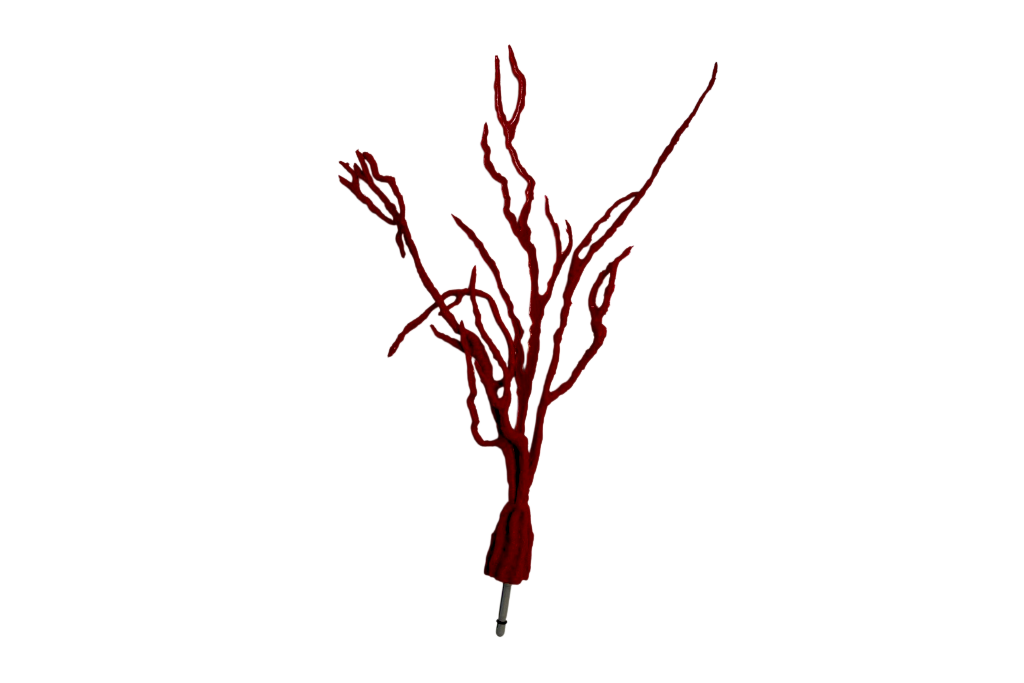 Lophogorgia Ceratophyta