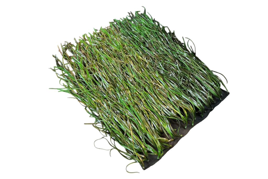 seagrass meadow