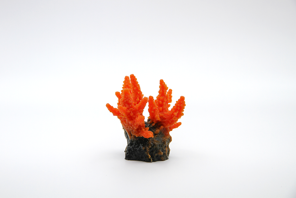 Acropora Secale