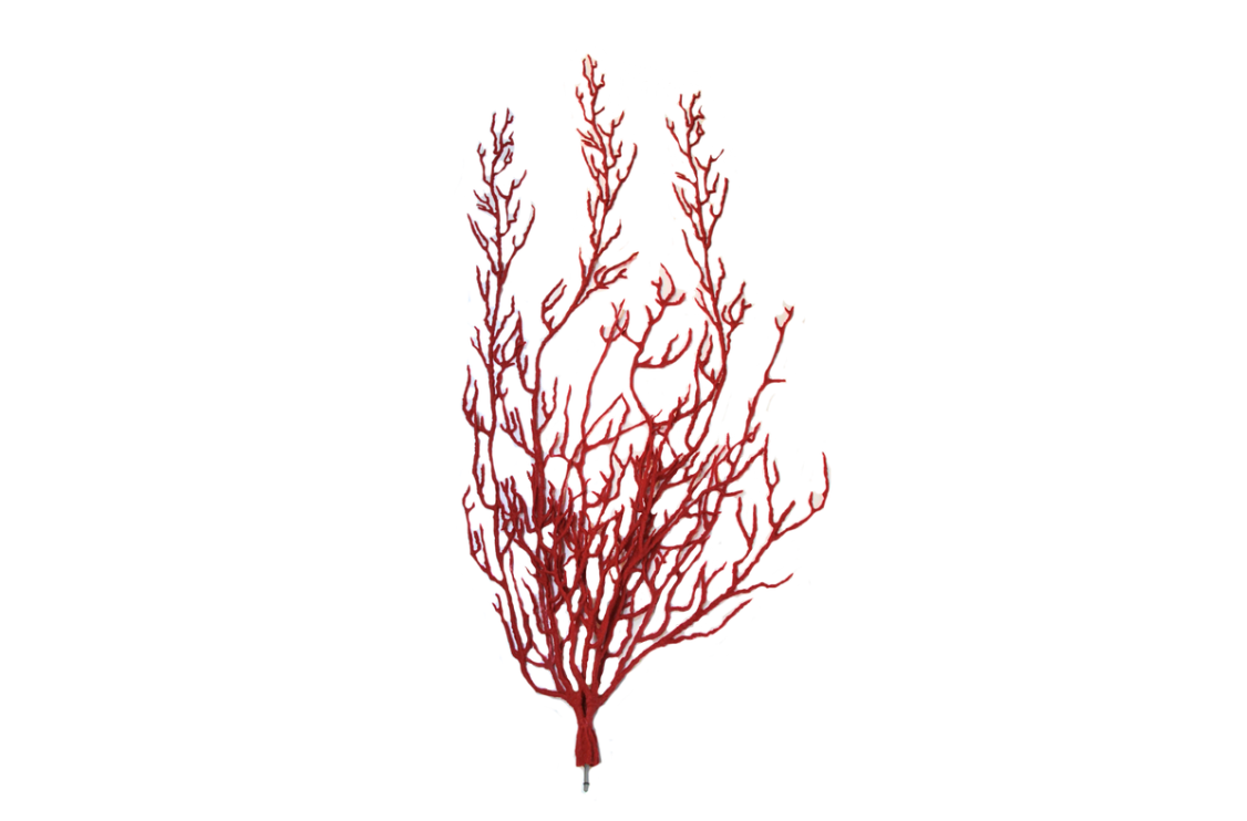 Lophogorgia Cetrathyta (6465)
