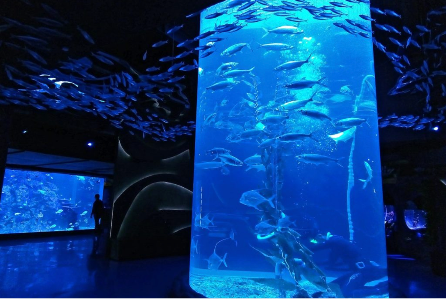Reflective fish