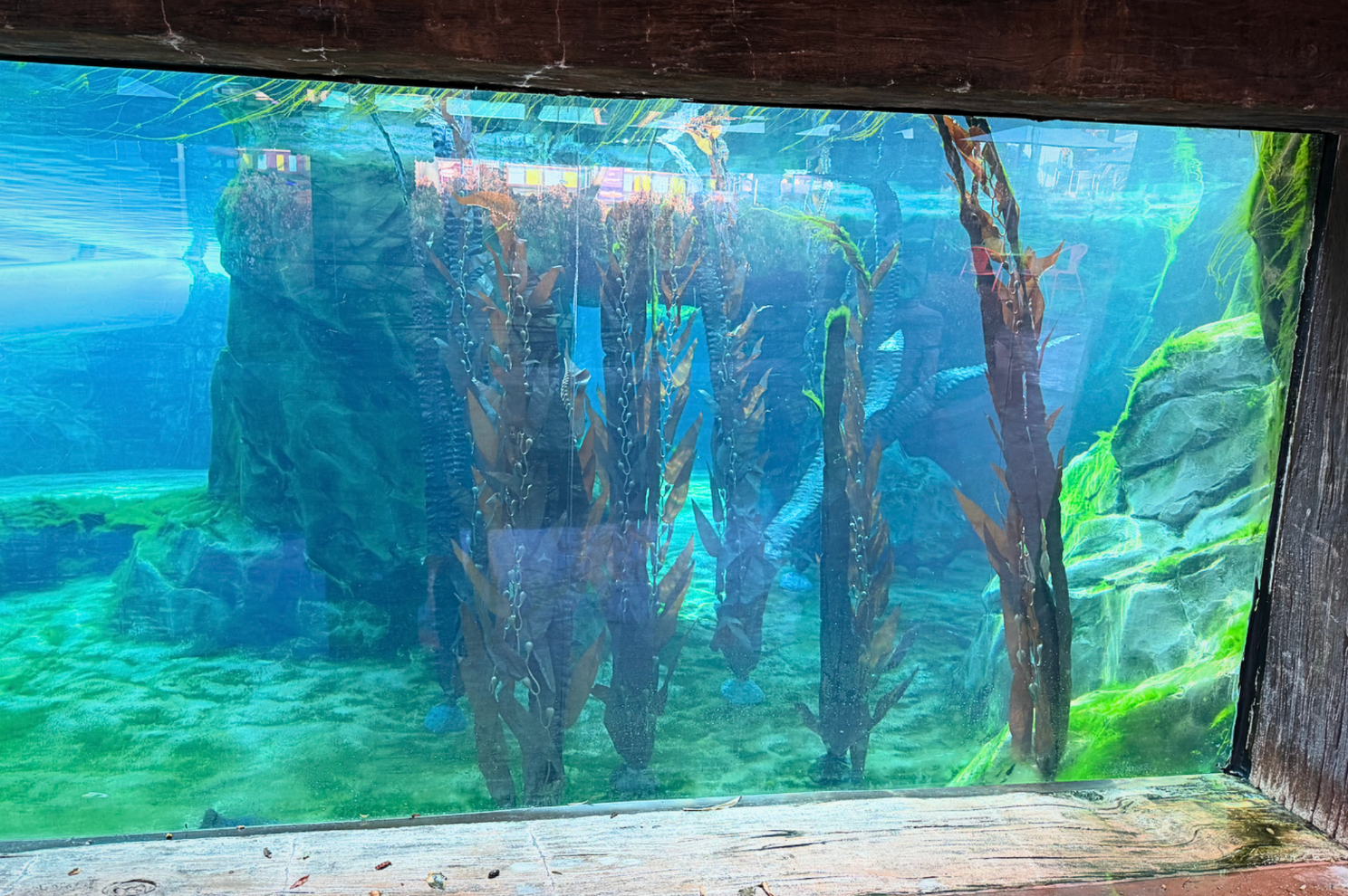 Dolphin proof Laminaria