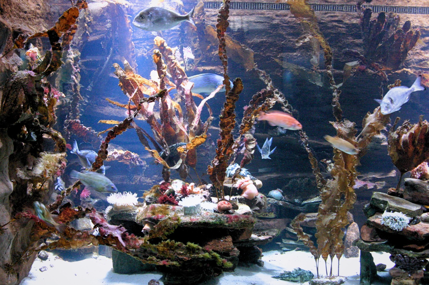 Laminaria Saccharina