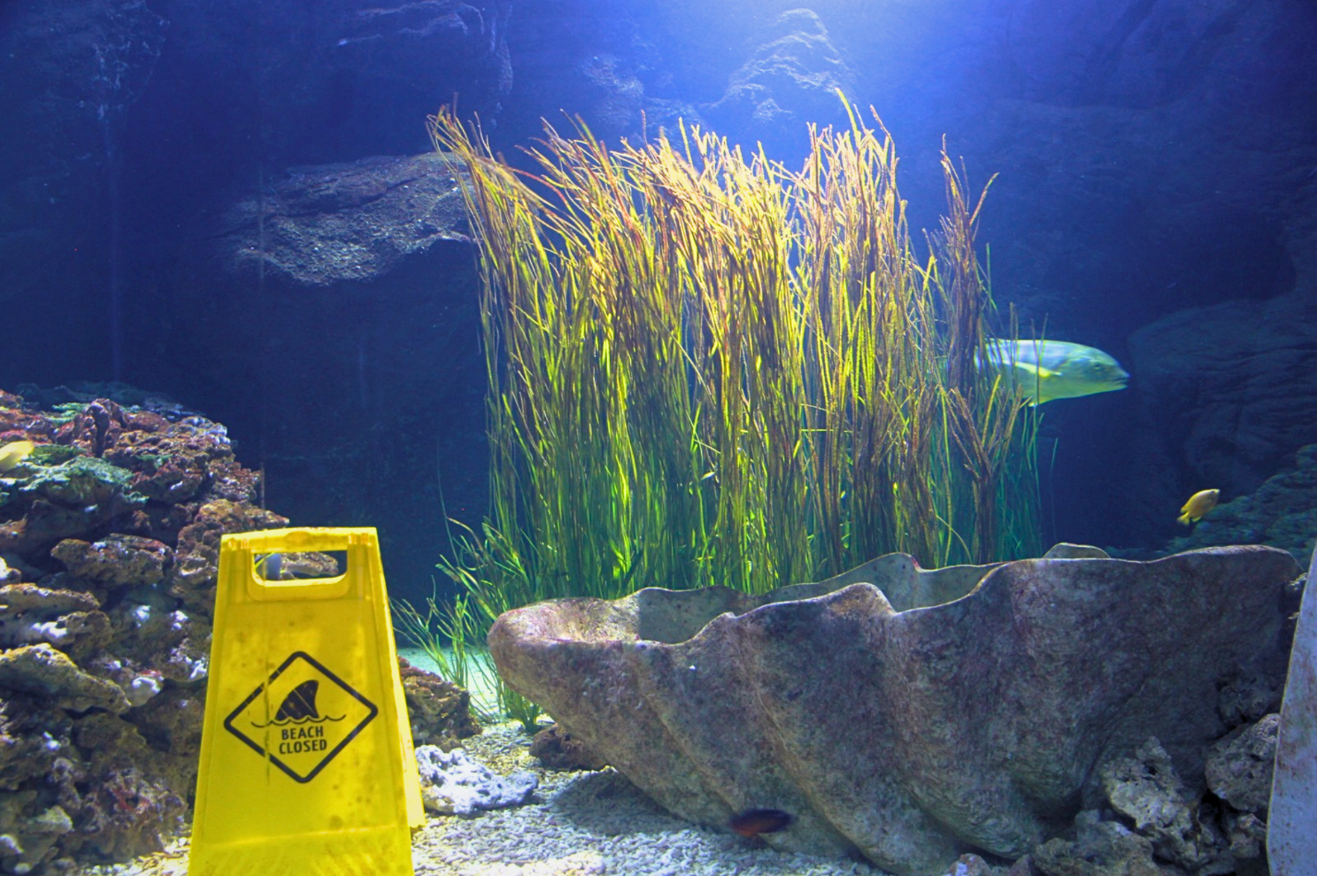 Eelgrass
