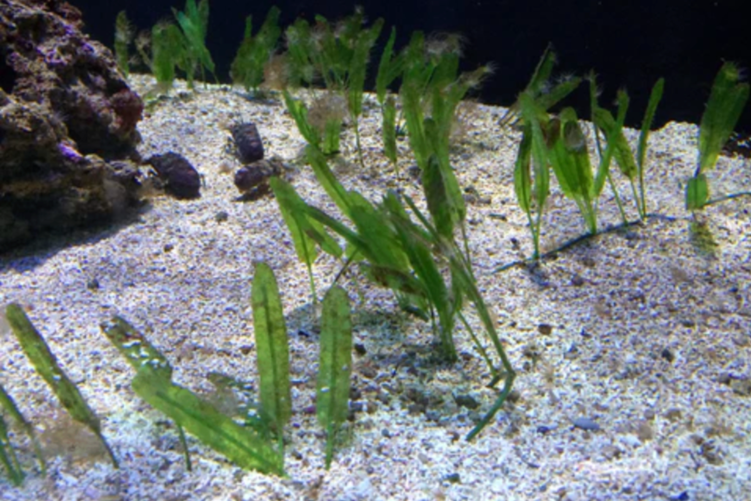 Halophila Stipulacea