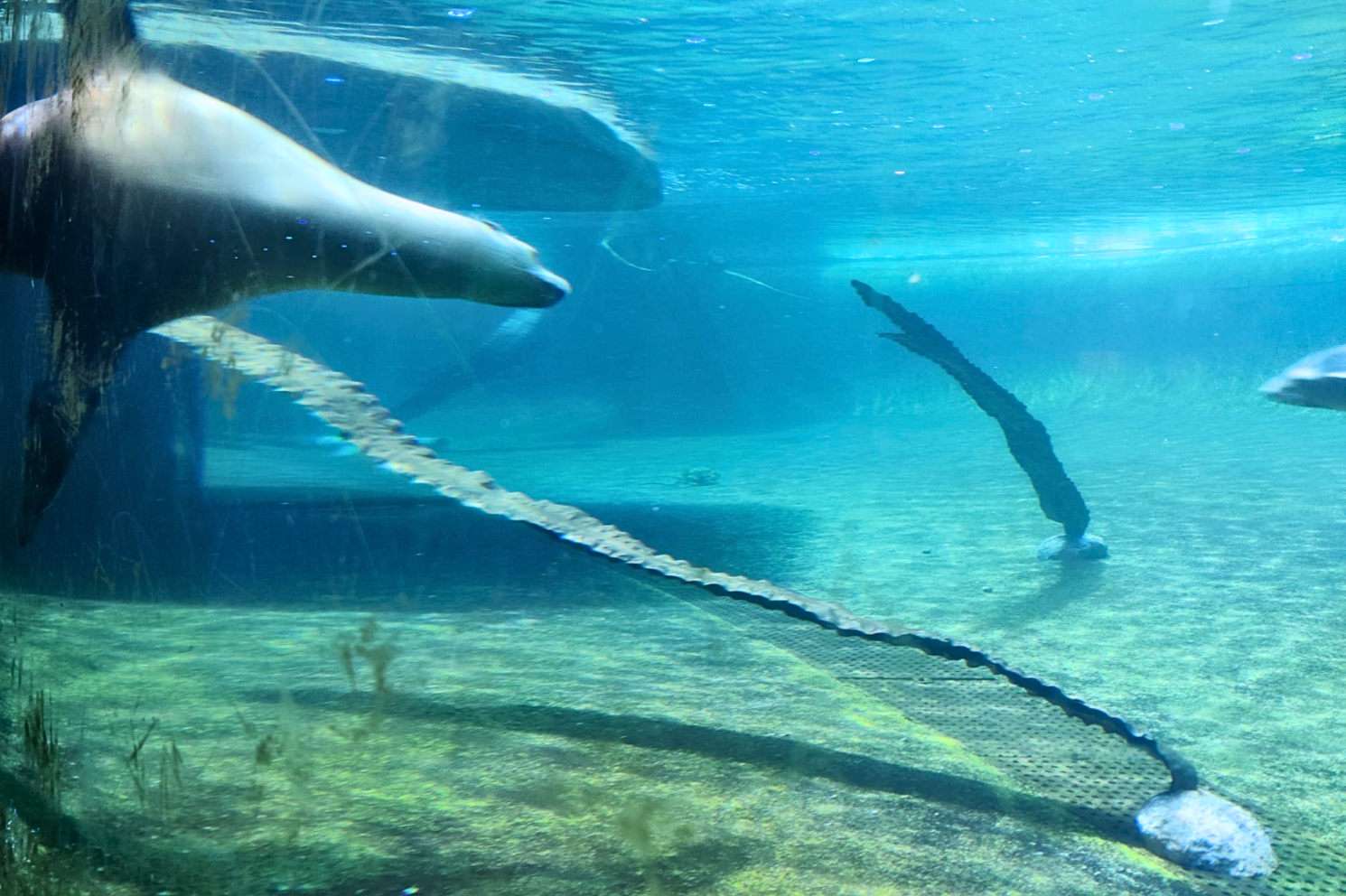 Dolphin proof Laminaria