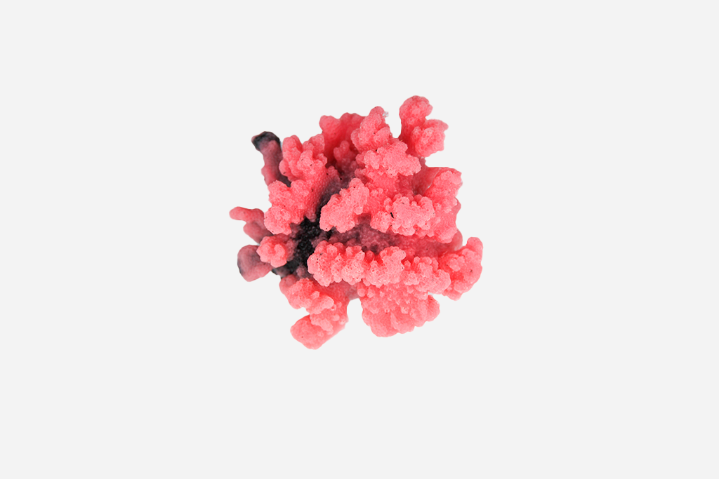 Stylopora