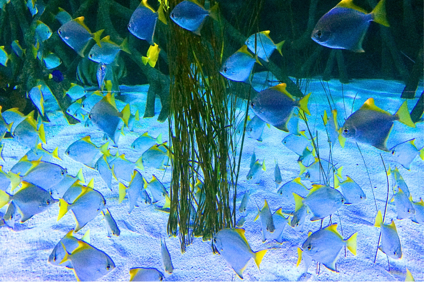 Surfgrass Artificial