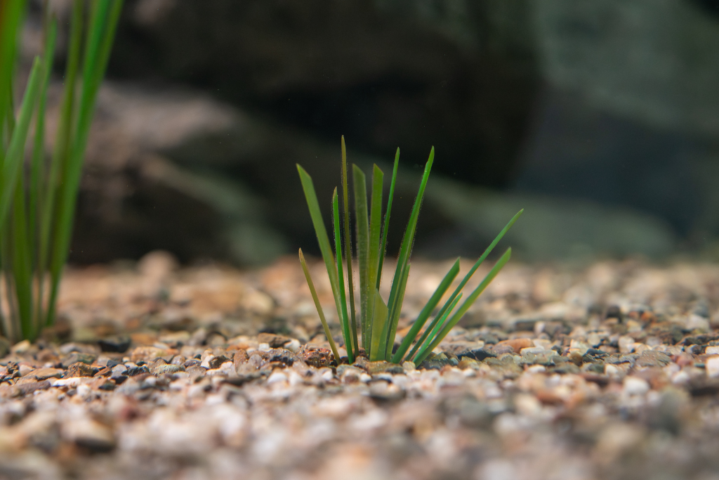 Artificial surfgrass 