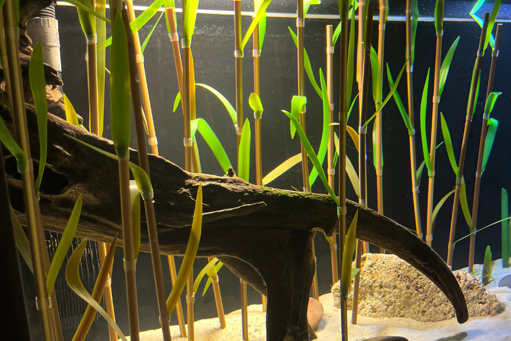 Phragmites Australis