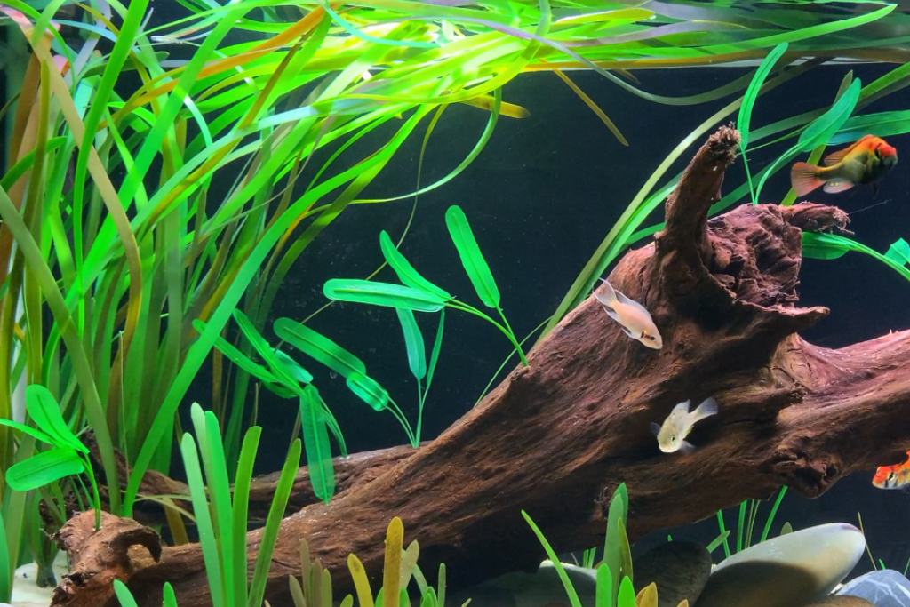 Halophila Stipulacea