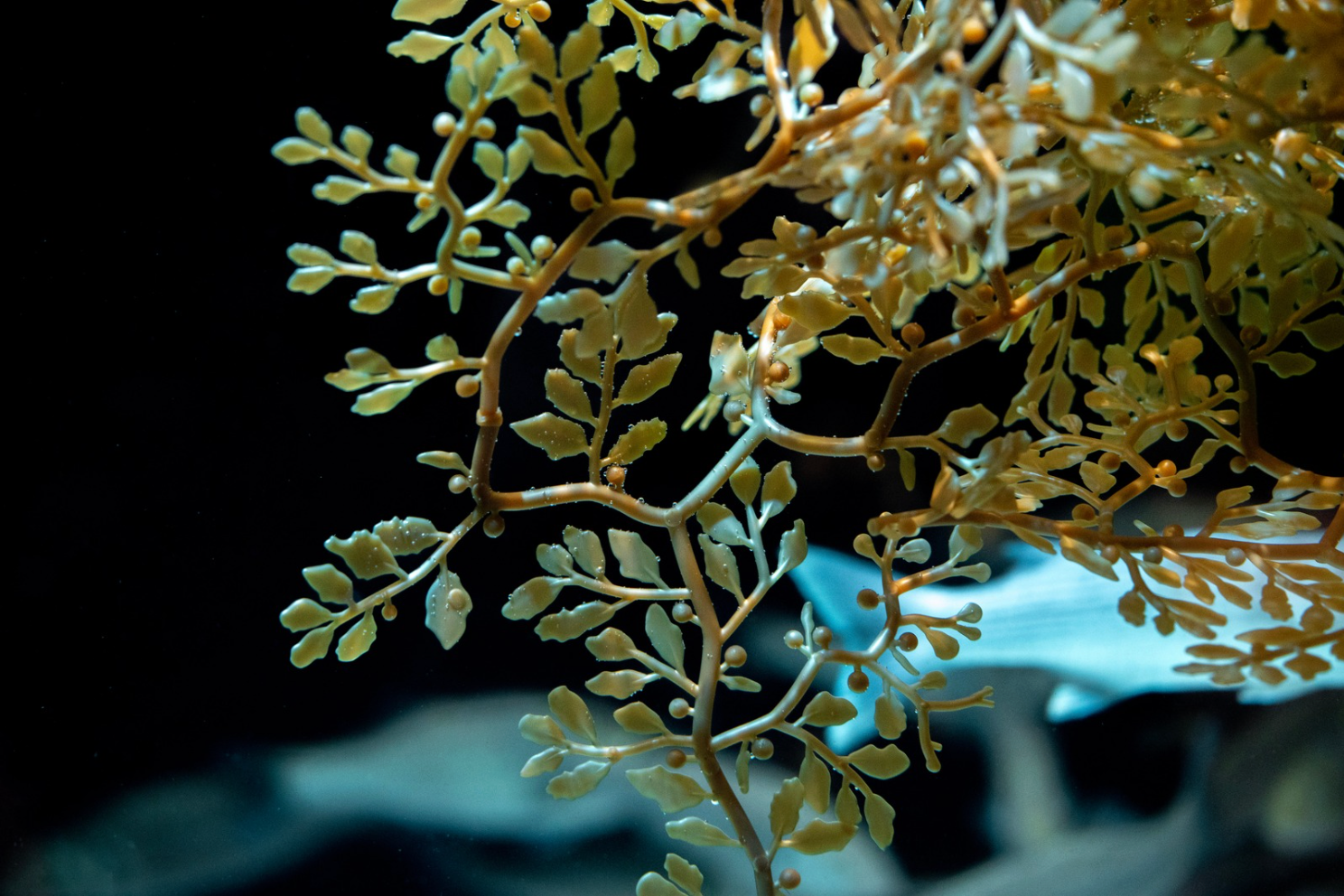 Sargassum