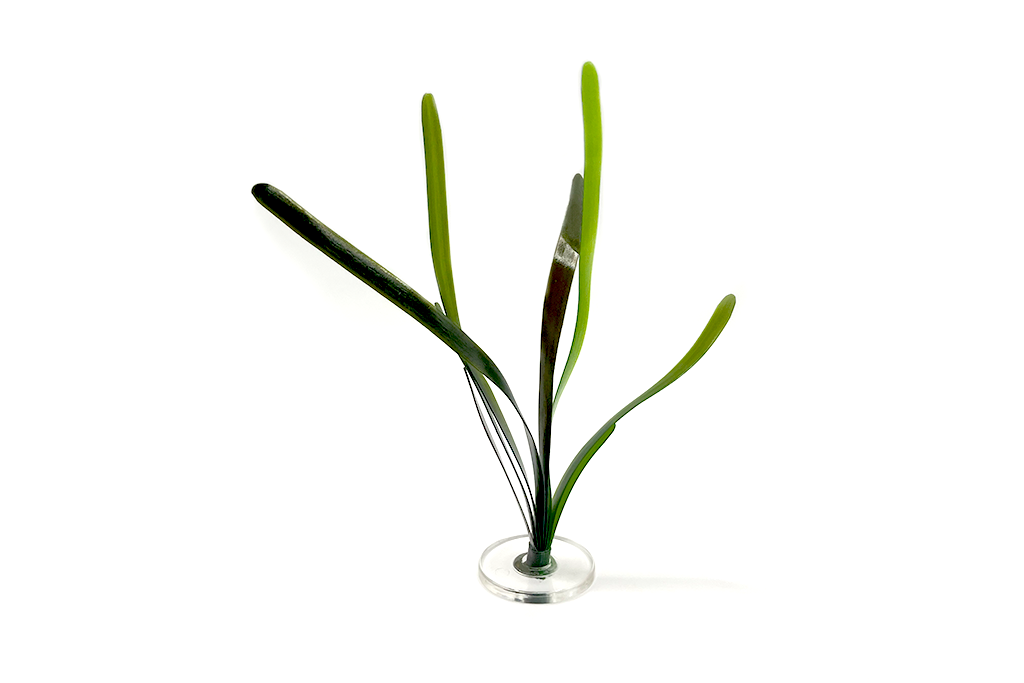 Vallisneria | Limited offer