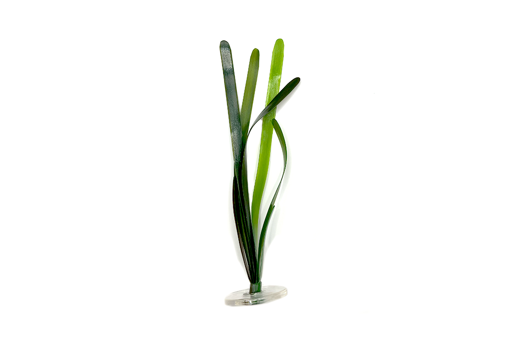 Vallisneria | Limited offer