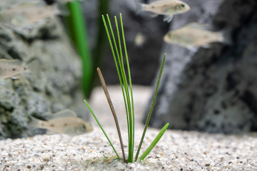 Vallisneria natans (americana)