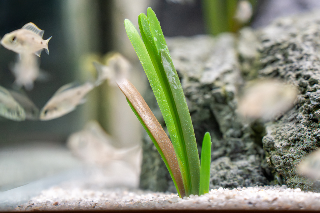 Vallisneria natans (americana)