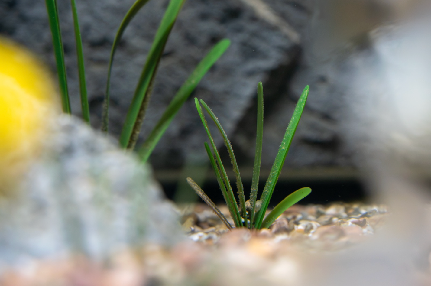 Vallisneria tank