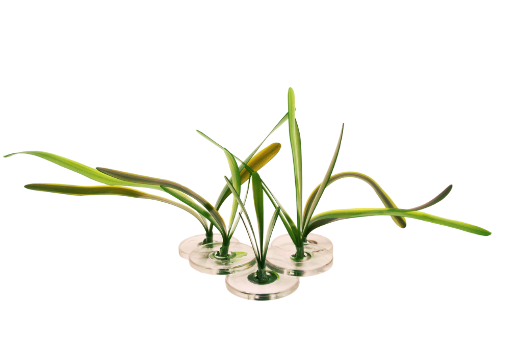 Vallisneria Gigantea