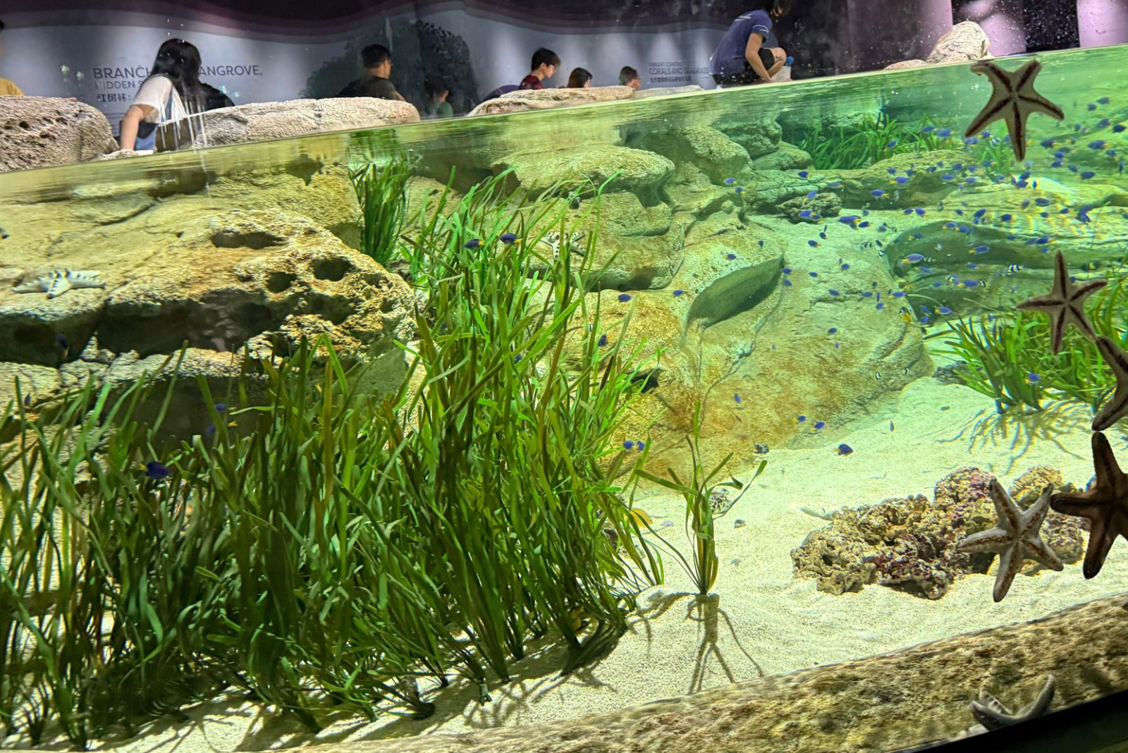 Vallisneria