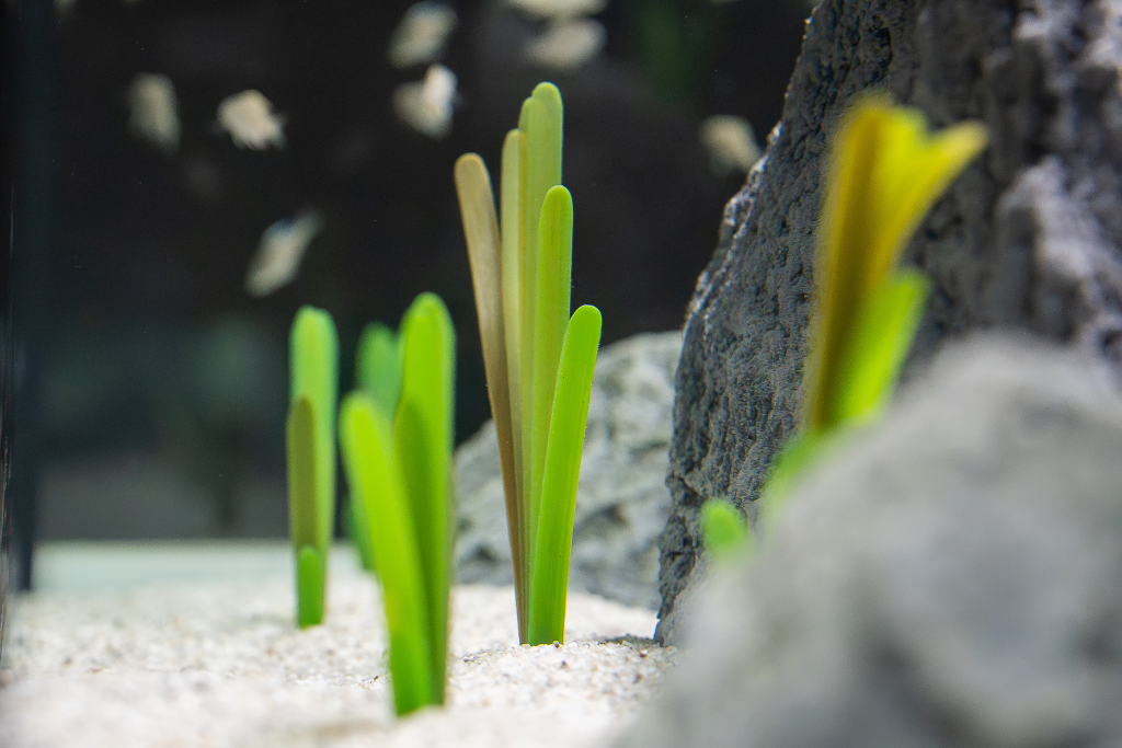 Vallisneria plant