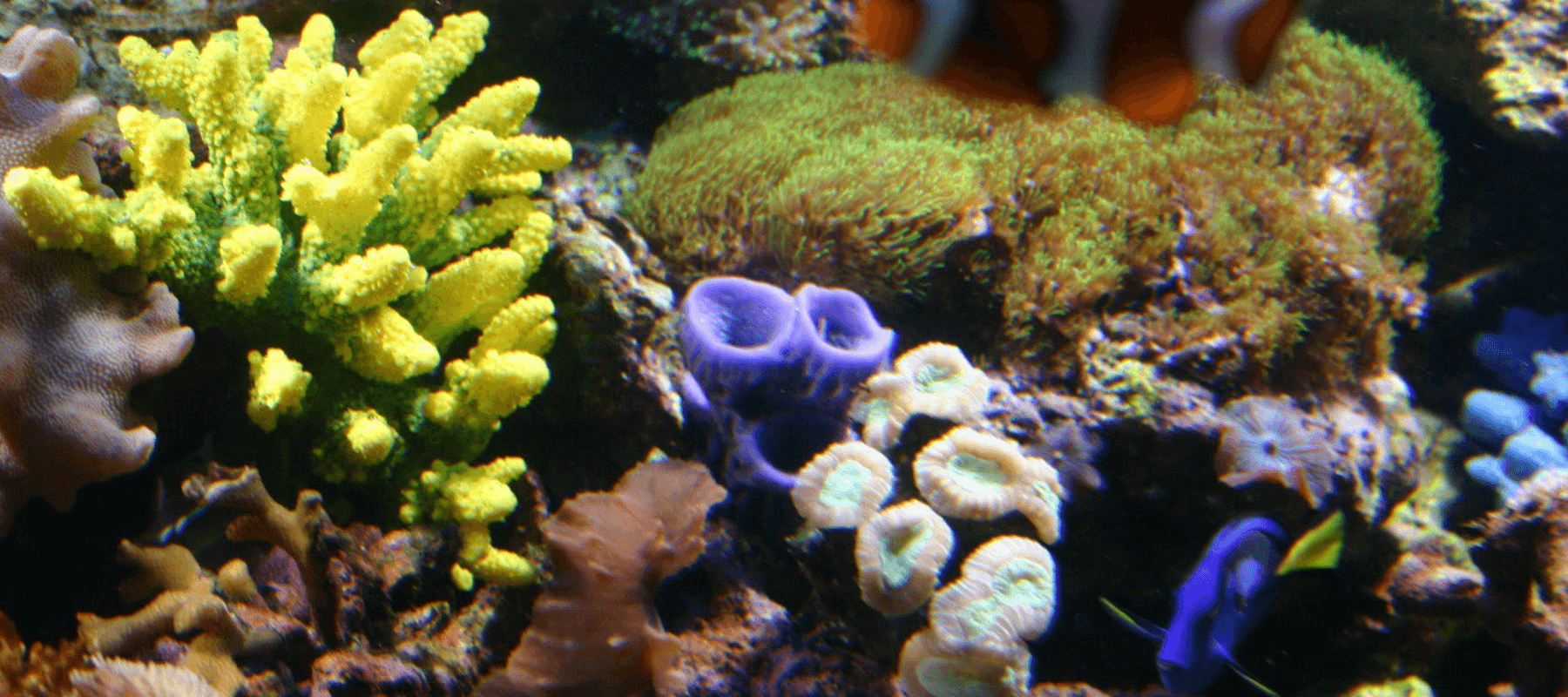 Corals