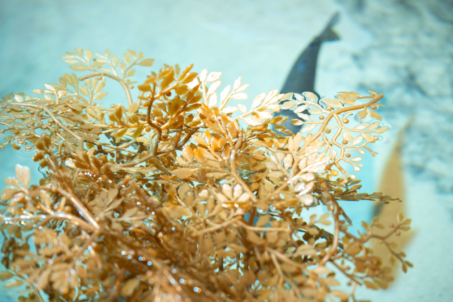 Sargassum