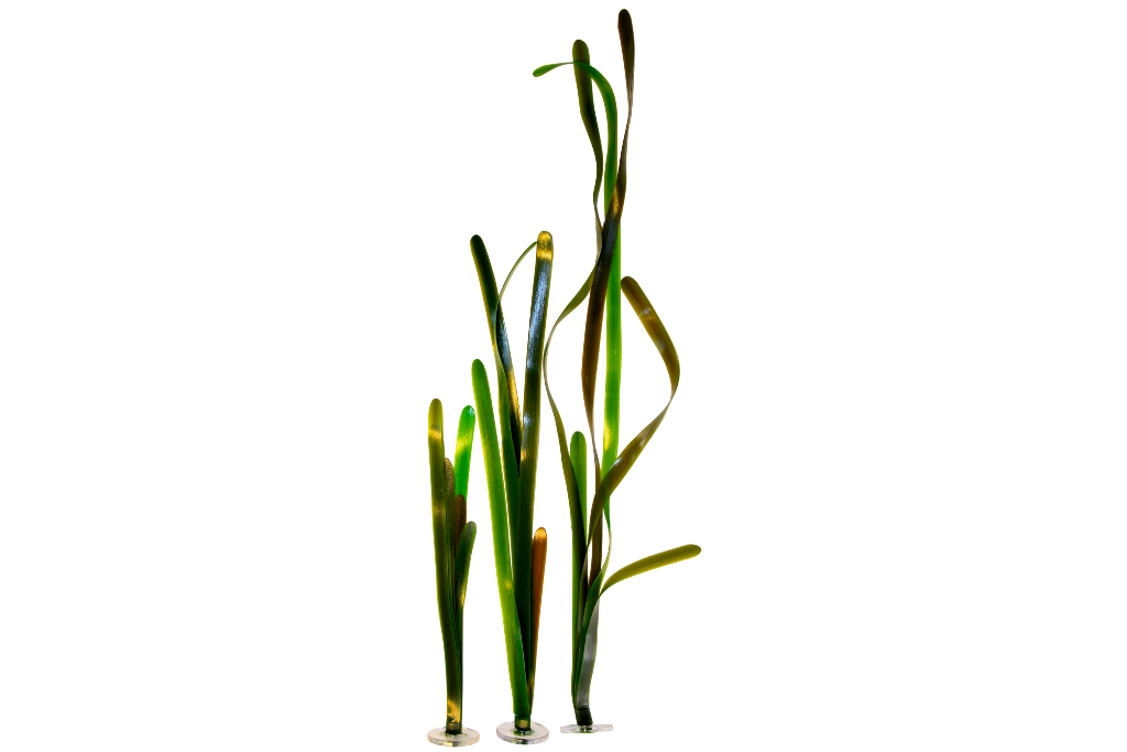 Vallisneria Gigantea