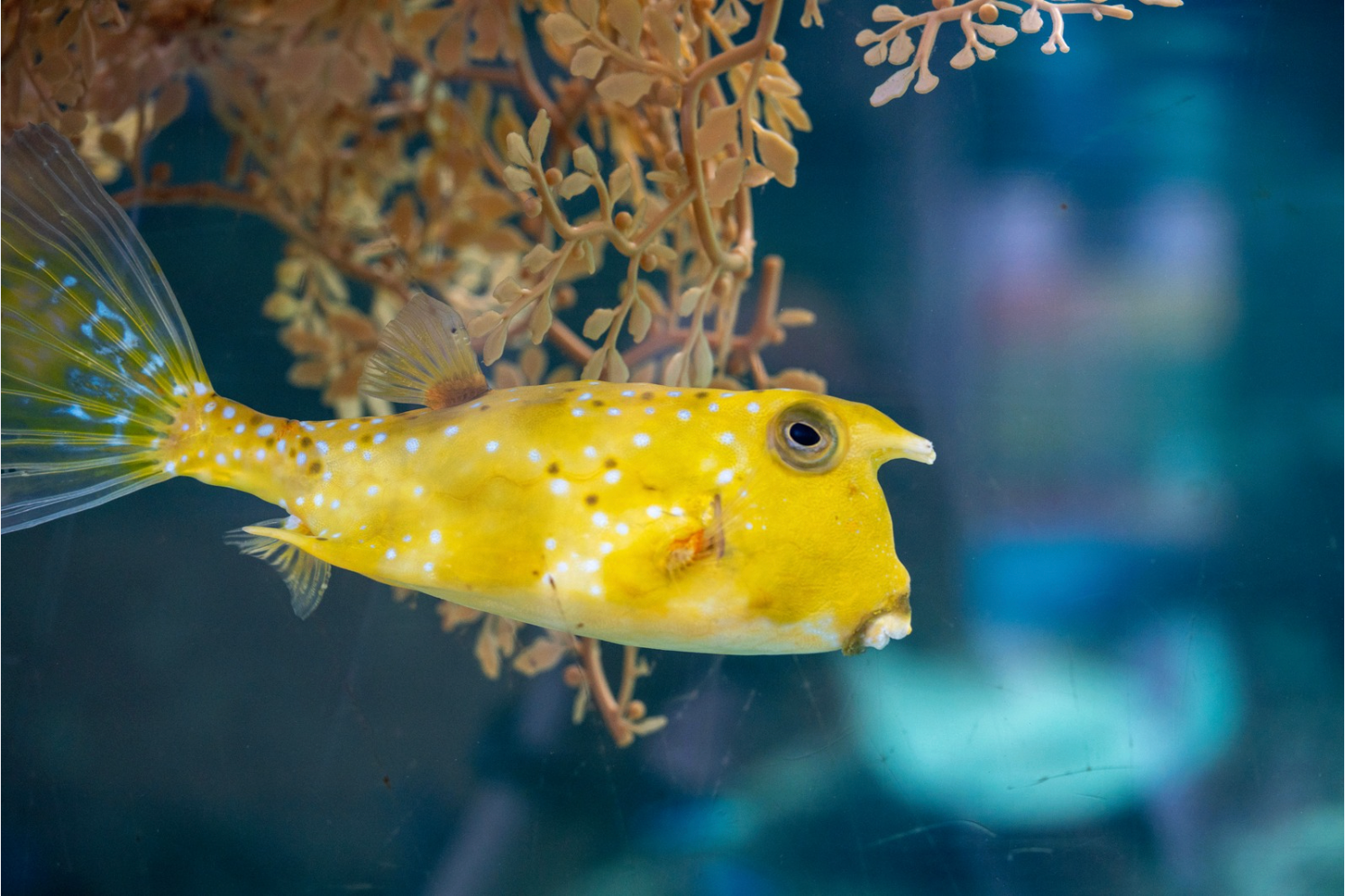 Sargassum