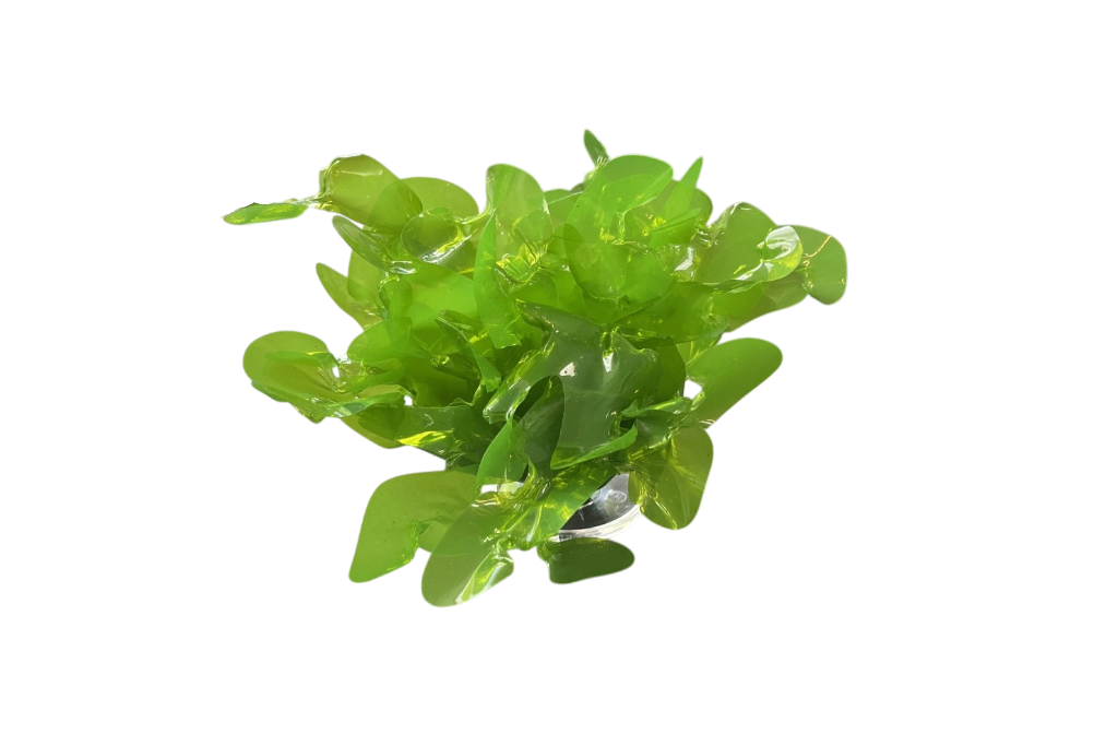 Sea lettuce 