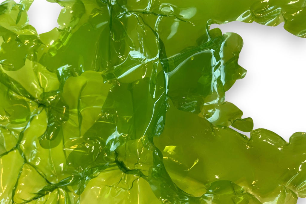 Sea lettuce details