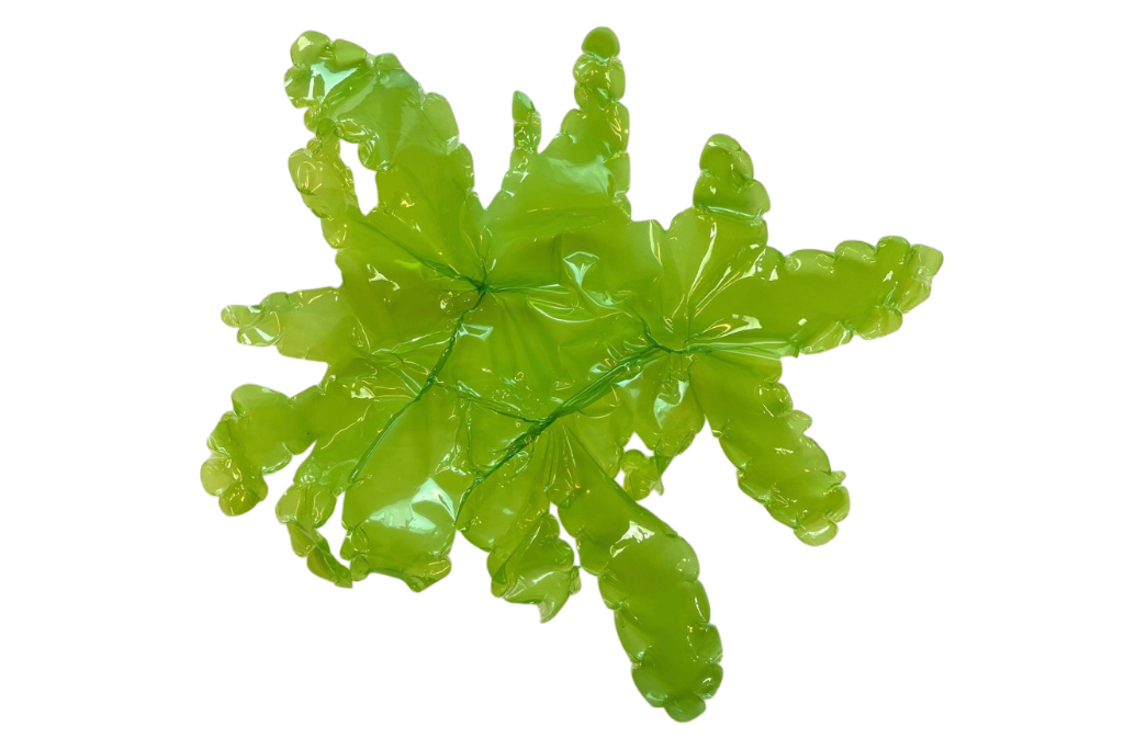 Sea lettuce large