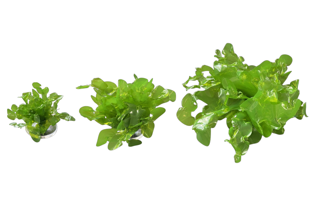 Sea lettuce size