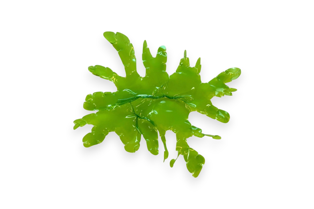 Sea lettuce small