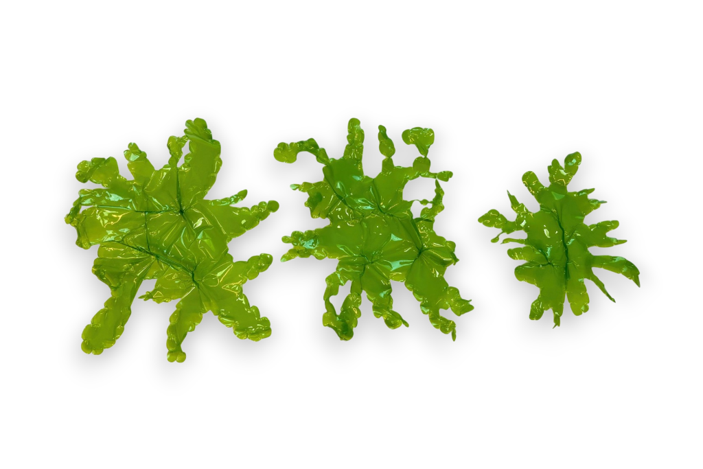 Sea lettuce 