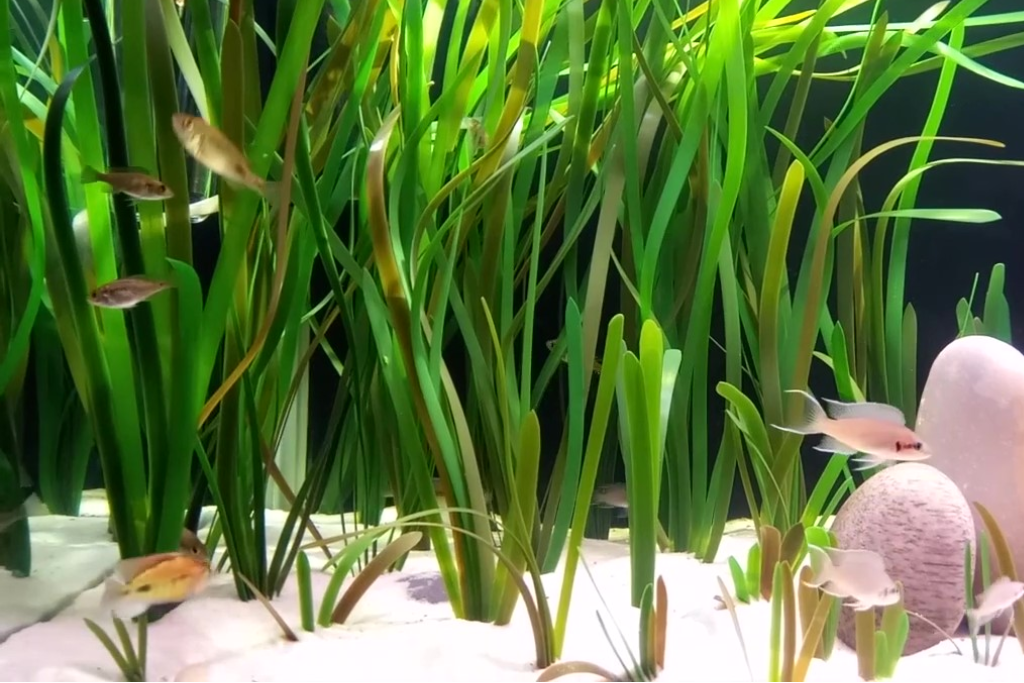 Vallisneria Natans (Small mix)