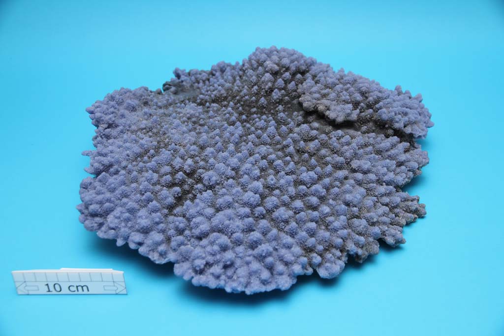 Artificial Acropora Latistella