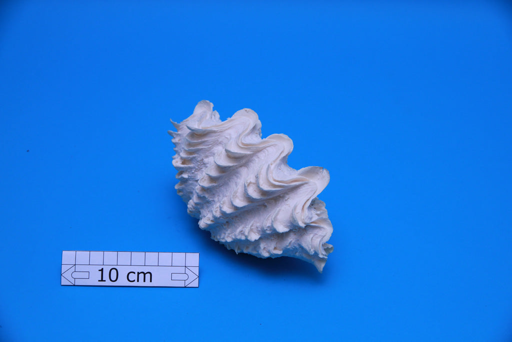 Artificial Tridacna maxima