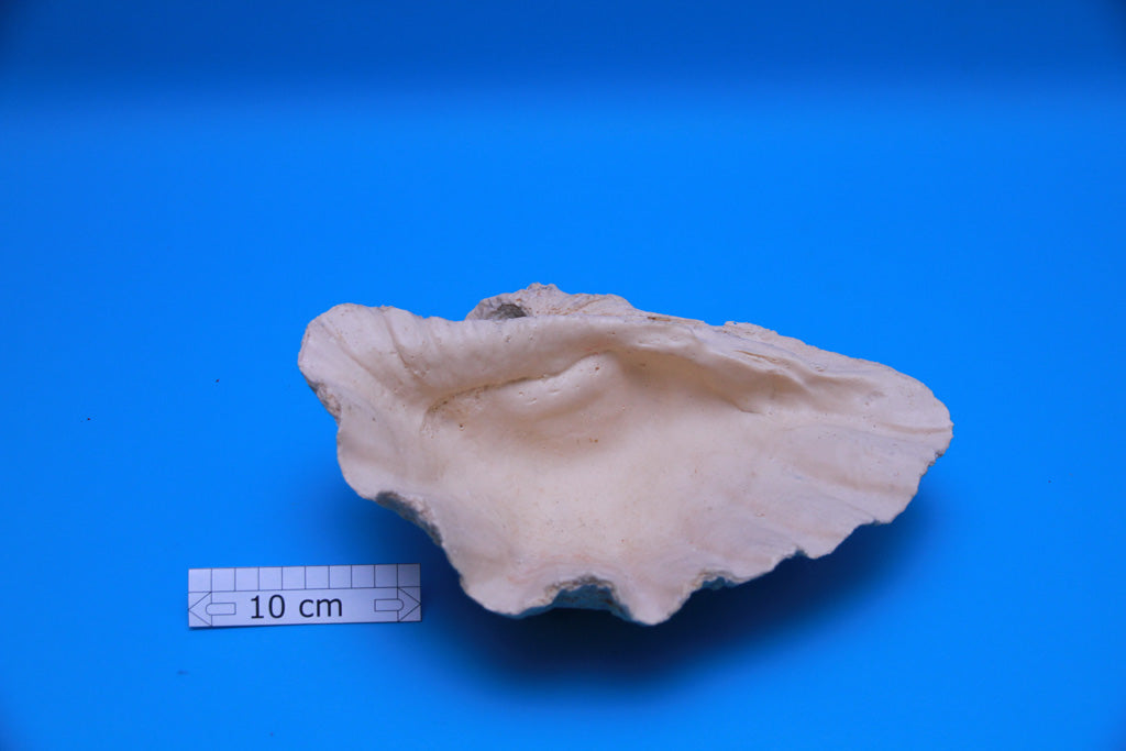 Artificial Tridacna maxima