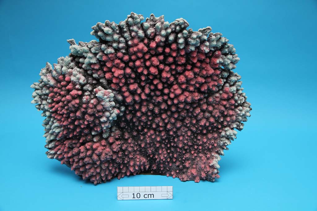 Artificial Acropora Latistella