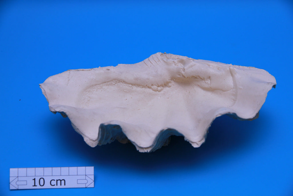 Artificial Tridacna maxima